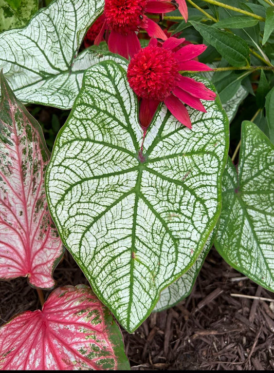 'Candidum' Caladium – Classic White Elegance (2 Bulbs) - Blue Buddha Farm
