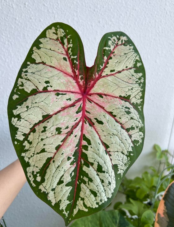 Cherry Blossom Caladium (2 Bulbs) - Blue Buddha Farm