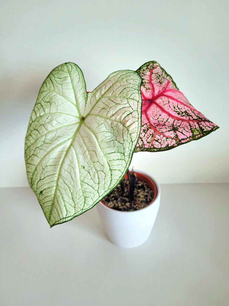 'Florida Moonlight' Caladium – Ethereal White Splendor (2 Bulbs) - Blue Buddha Farm