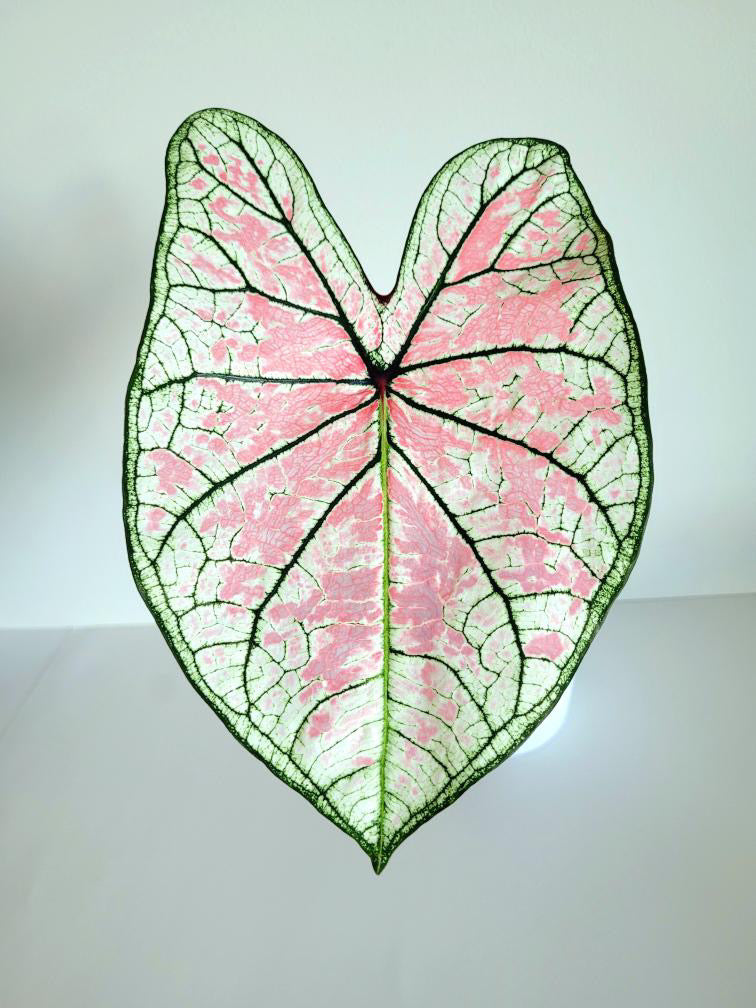 'Florida Elise' Caladium – Shimmering Pink Splendor (2 Bulbs) - Blue Buddha Farm