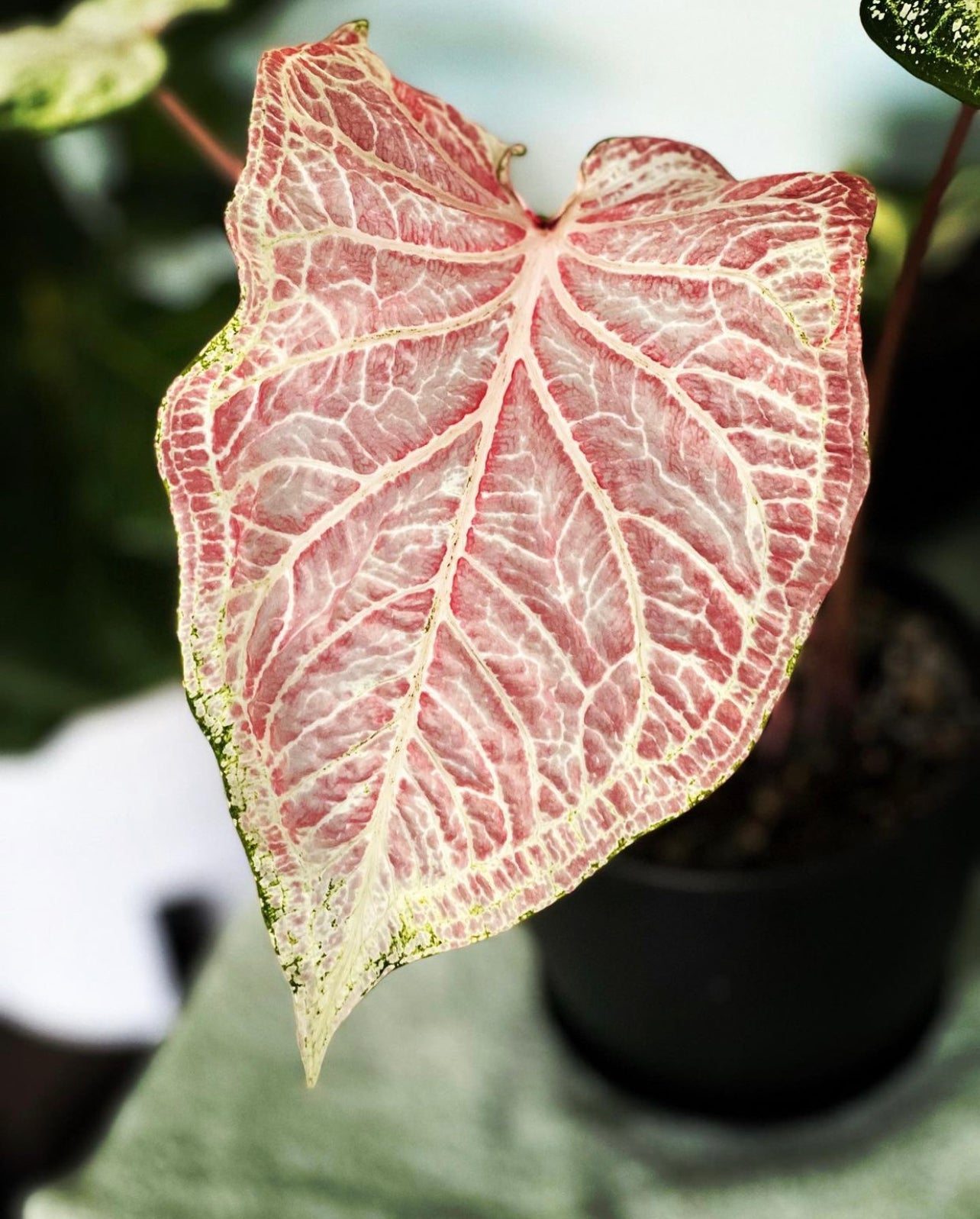 Caladium Pink Mix (All Pink Varieties) - Blue Buddha Farm
