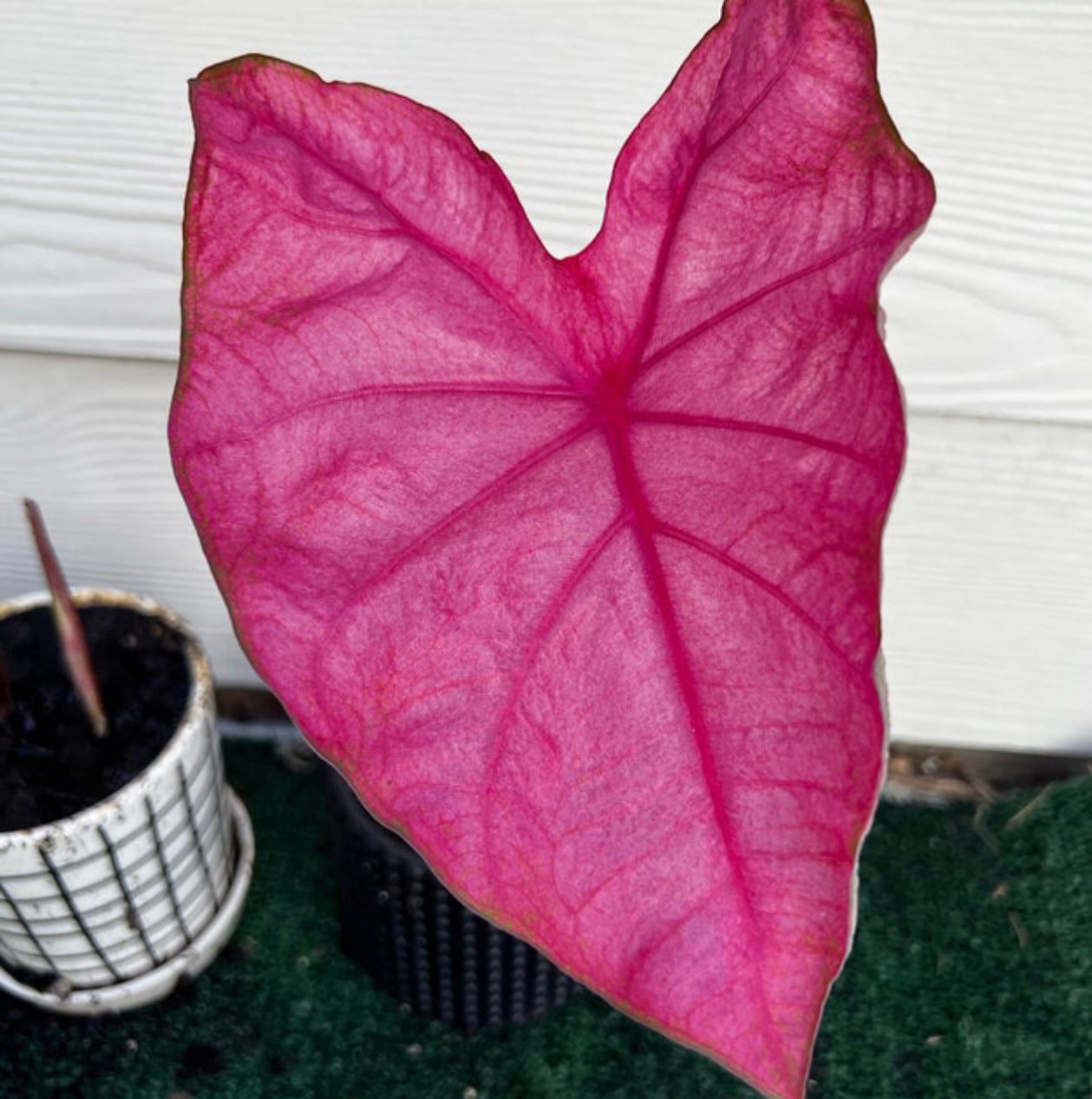 Caladium Pink Mix (All Pink Varieties) - Blue Buddha Farm