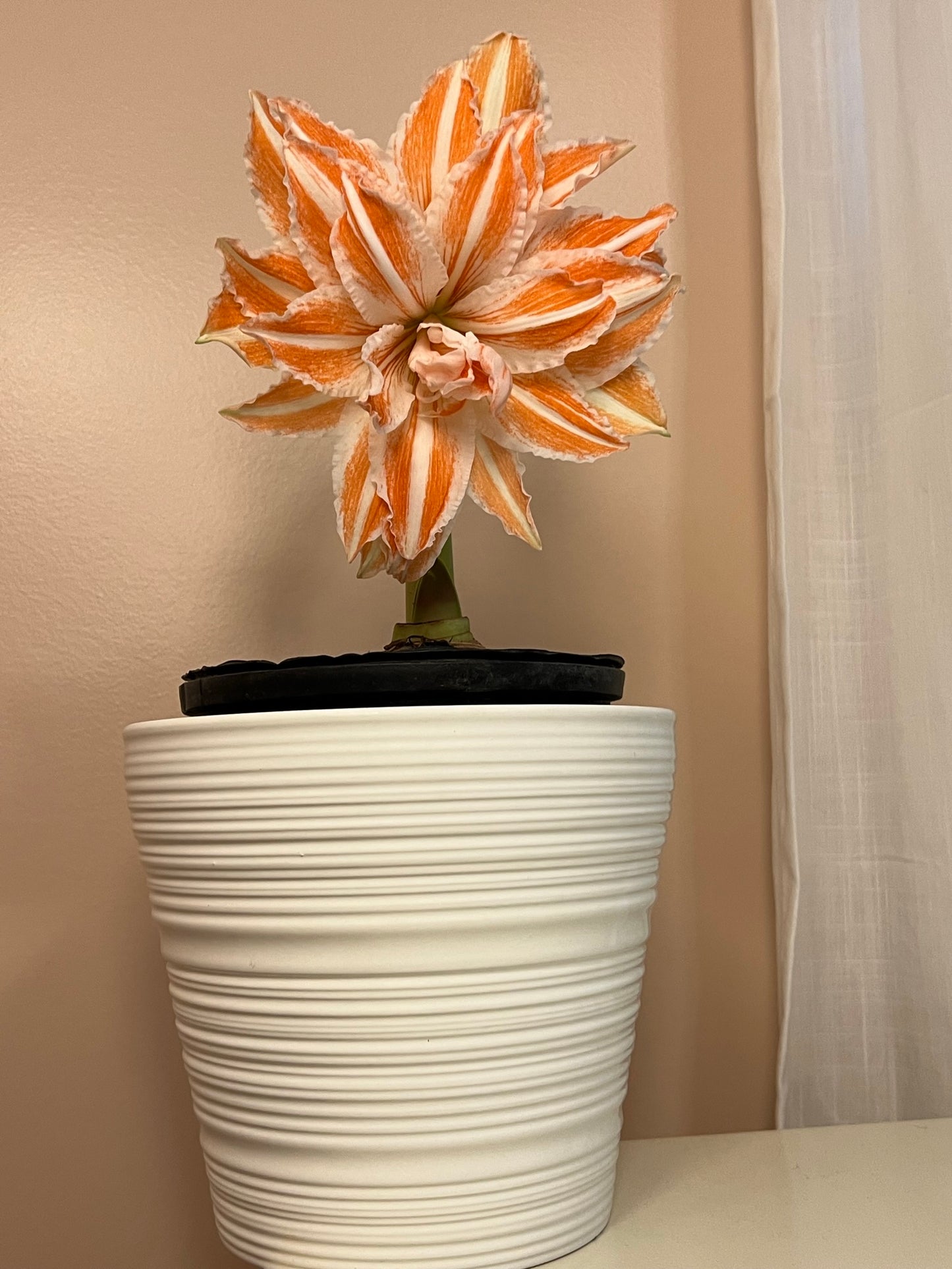 An exquisite arrangement of Dancing Queen amaryllis flowers from Blue Buddha Farm, artistically displayed in a chic vase, showcasing their dramatic colors and sophisticated flair.