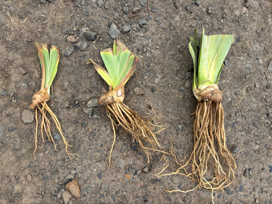 Antsy Dwarf Bearded Iris Rhizome | Tan, Lavender & Brown Blooms