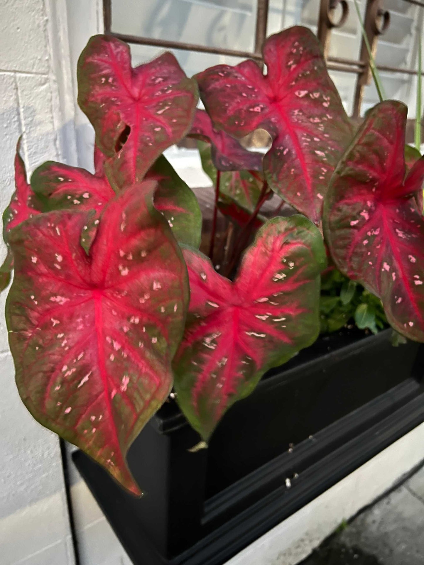 'Red Flash' Caladium | Majestic Red Elegance (2 Bulbs)