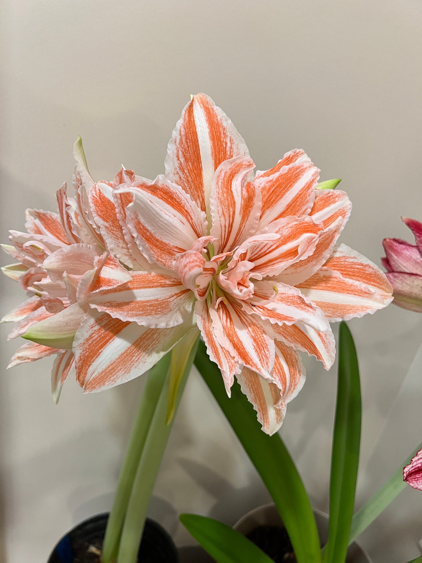 A whimsical arrangement featuring Dancing Queen amaryllis from Blue Buddha Farm, accentuated with twinkling fairy lights, creating a magical ambiance perfect for celebrations.