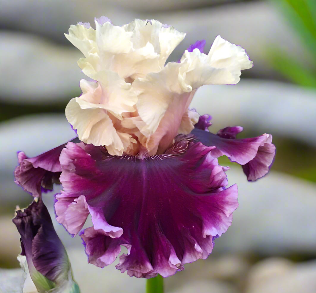 But Darling iris with apricot standards and velvety violet falls.