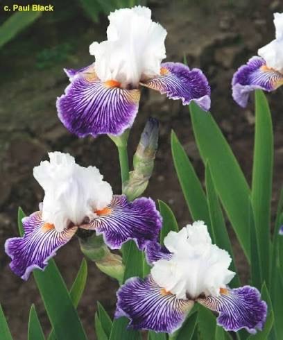 Crow's Feet Border Bearded Iris — multiple blooms in garden setting