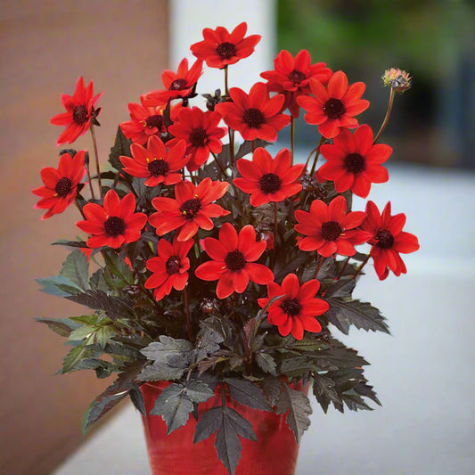 Pulp Fiction Dahlia in full bloom with bright scarlet-red petals contrasting against dark bronze foliage — Blue Buddha Farm