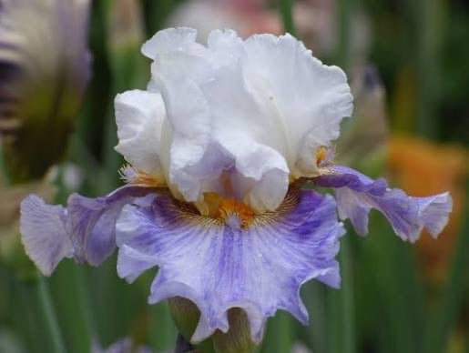 Off Hours Tall Bearded Iris — cream standards above washed lavender-purple falls with golden hafts