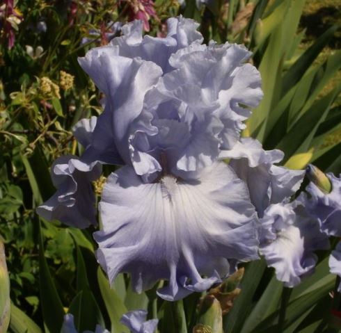 A close-up of the Abiqua Falls iris, its soft lavender and deep purple petals curving gracefully. The flower’s refined design, reminiscent of serene waterfalls, is accentuated by a backdrop of rich foliage and gentle sunlight.