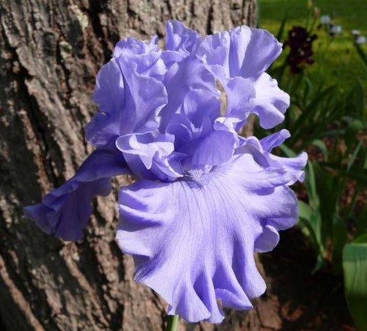 A blooming Abiqua Falls iris with softly curving purple petals, flowing like water in its design. The whimsical shape and polished elegance are highlighted by a sunlit, verdant background.