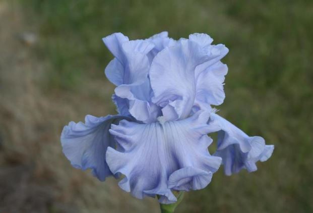 A vibrant Abiqua Falls iris with elegantly curved petals in soft lavender and deep purple, its intricate patterns resembling cascading water, surrounded by lush greenery and softly illuminated by natural light.