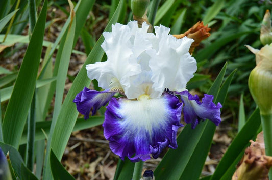 Alsea Falls Bearded Iris - Blue Buddha Farm