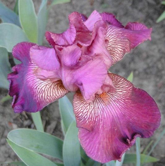 Autumn Rose Bearded Iris - Blue Buddha Farm