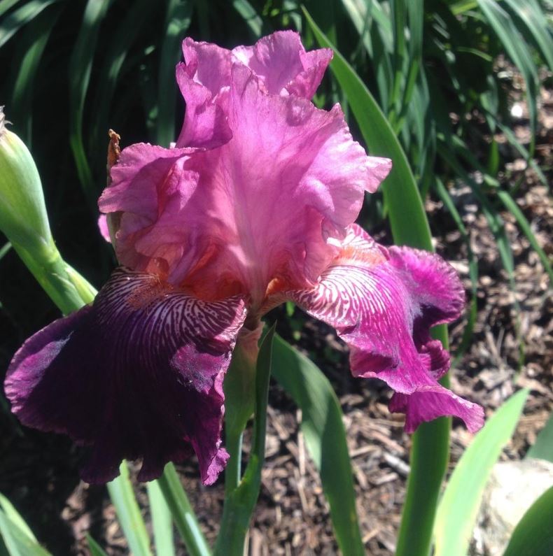 Autumn Rose Bearded Iris - Blue Buddha Farm