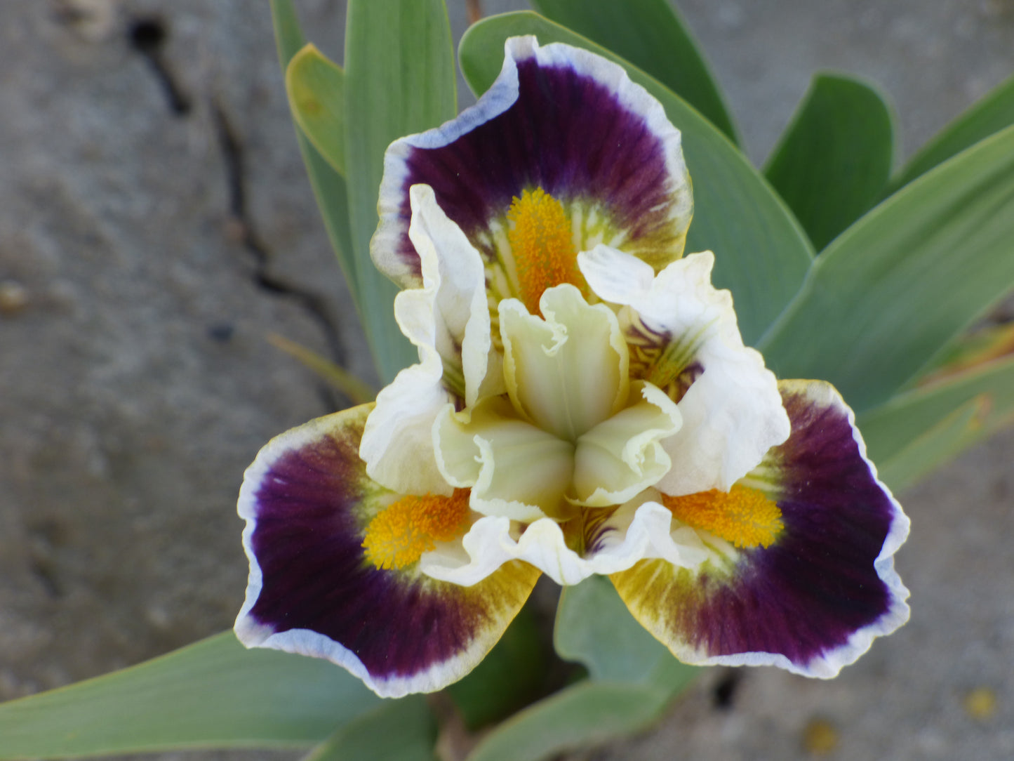 Bighorn tall bearded iris with rosy lavender petals blending to blue-violet, softly ruffled blooms, available for preorder at Blue Buddha Farm.