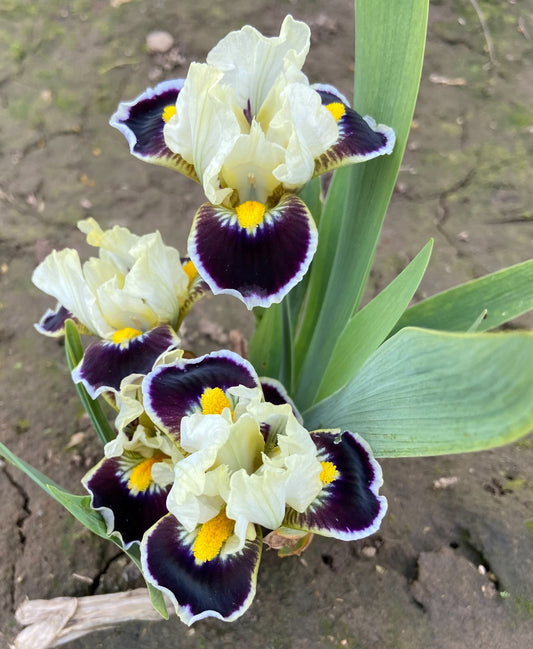 Tall bearded iris showing 3 beautiful blooms.