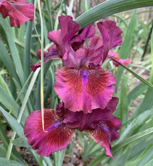 Bounce Bearded Iris - Blue Buddha Farm