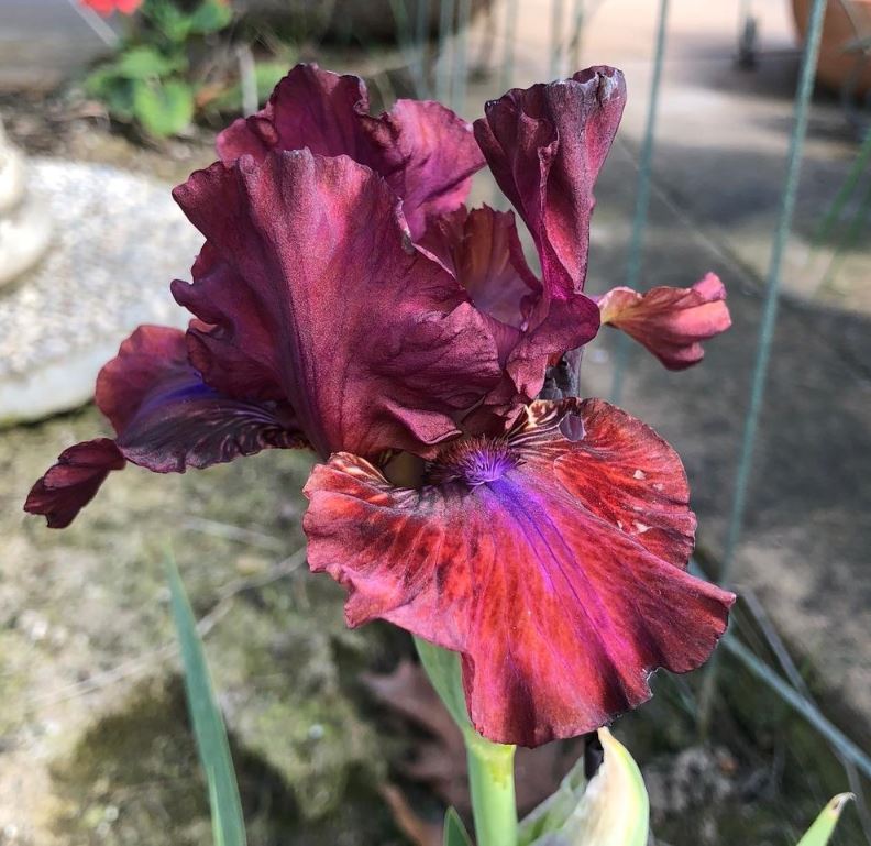 Bounce Bearded Iris - Blue Buddha Farm