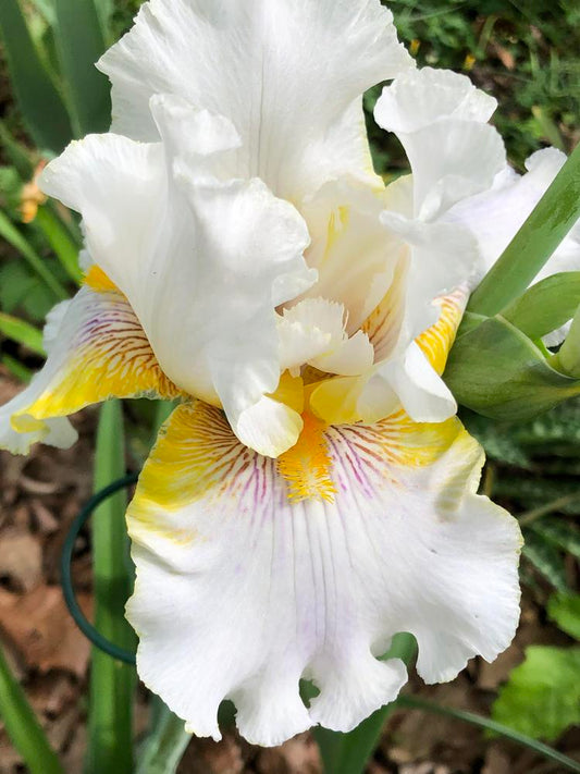 Goldkist Bearded Iris - Blue Buddha Farm
