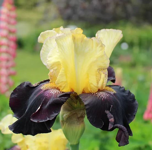 Juggernaut Bearded Iris - Blue Buddha Farm