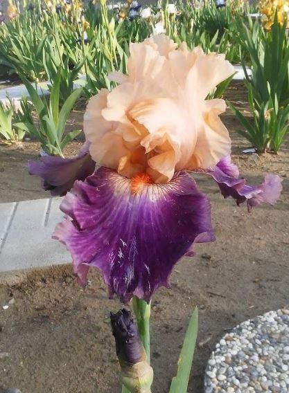 'Rasputin' Bearded Iris - Blue Buddha Farm