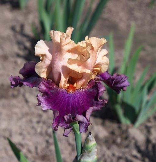 'Rasputin' Bearded Iris - Blue Buddha Farm