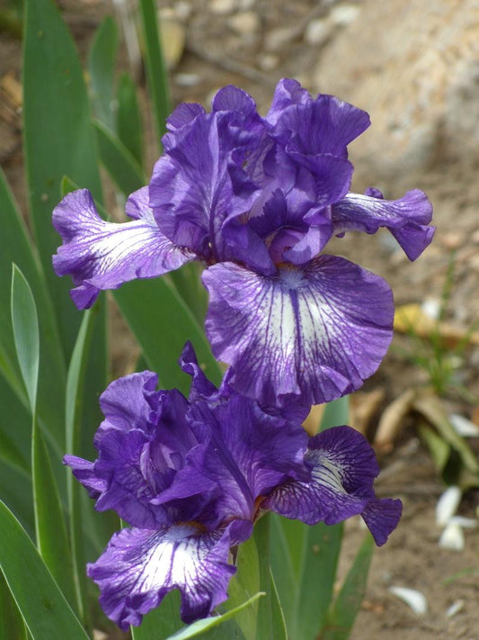 Close-up of Starwoman iris showing striking star-patterned markings against rich violet-purple petals.
