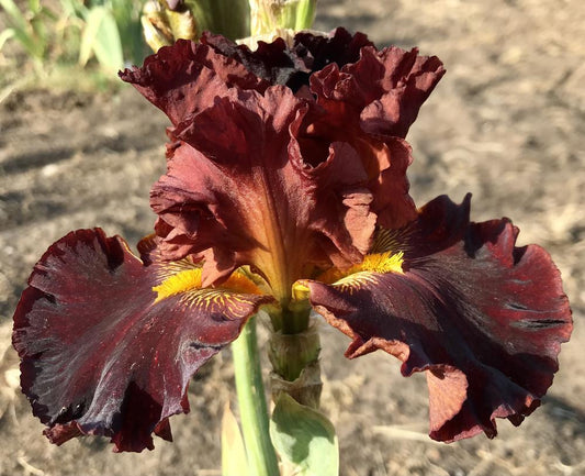 Luxurious 'Valentino' bearded iris featuring deep red petals and golden beards, a romantic garden showpiece.