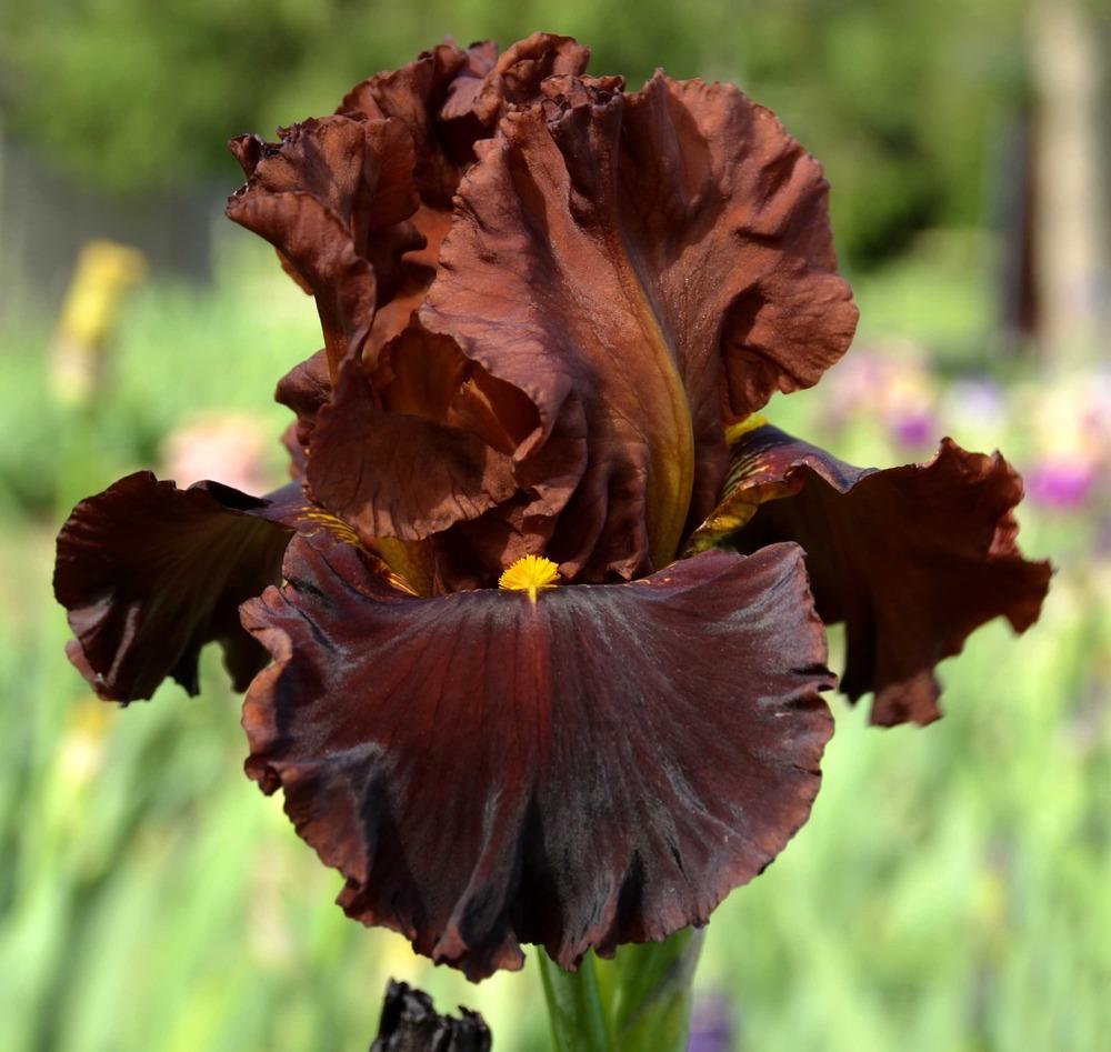 'Valentino' Bearded Iris - Blue Buddha Farm