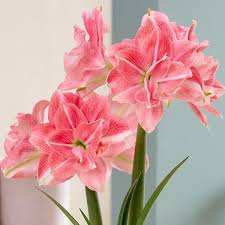 Milady Amaryllis – Elegant Pink Blooms with a Touch of Green | Blue Buddha Farm
