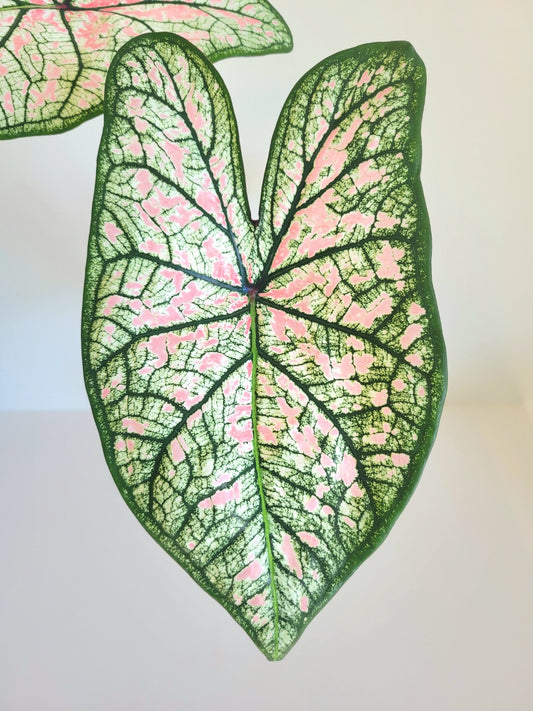 'Pink Illusion' Caladium – Boutique Pink Splashes (2 Bulbs) - Blue Buddha Farm