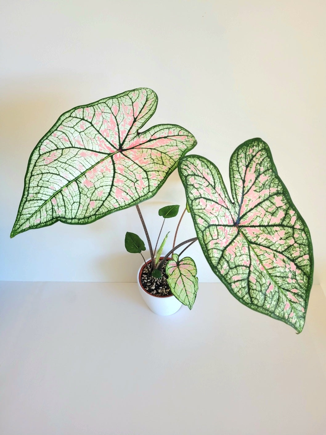 'Pink Illusion' Caladium – Boutique Pink Splashes (2 Bulbs) - Blue Buddha Farm