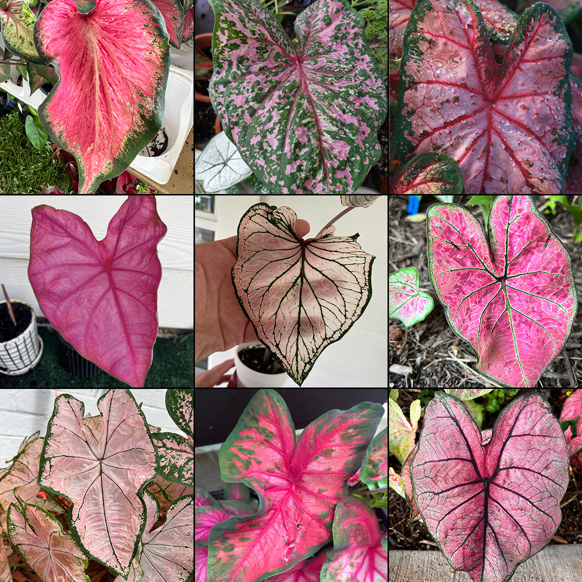 Caladium Pink Mix (All Pink Varieties) - Blue Buddha Farm