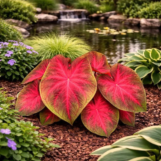 Rio Summer Caladium Bulbs (2 Bulbs) | Blue Buddha Farm