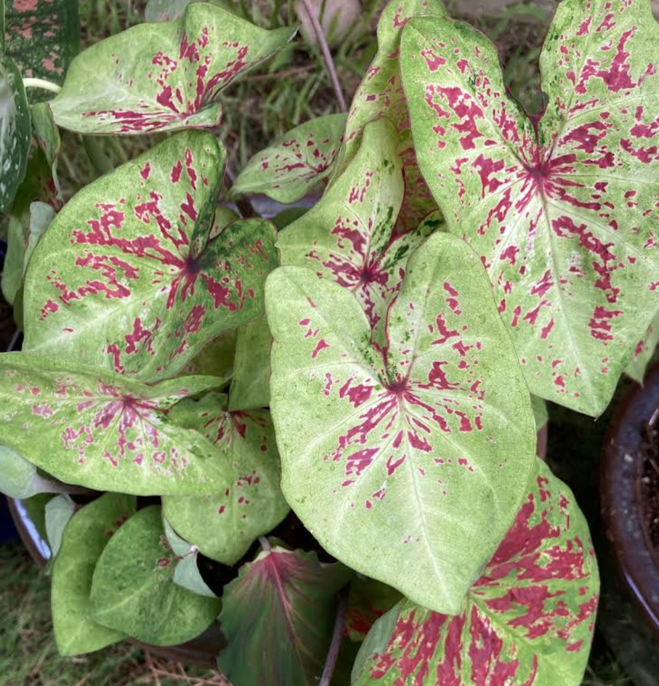 Raspberry Moon Caladium Bulbs (Set of 2) – Bold Raspberry Pink & Green Variegated Leaves