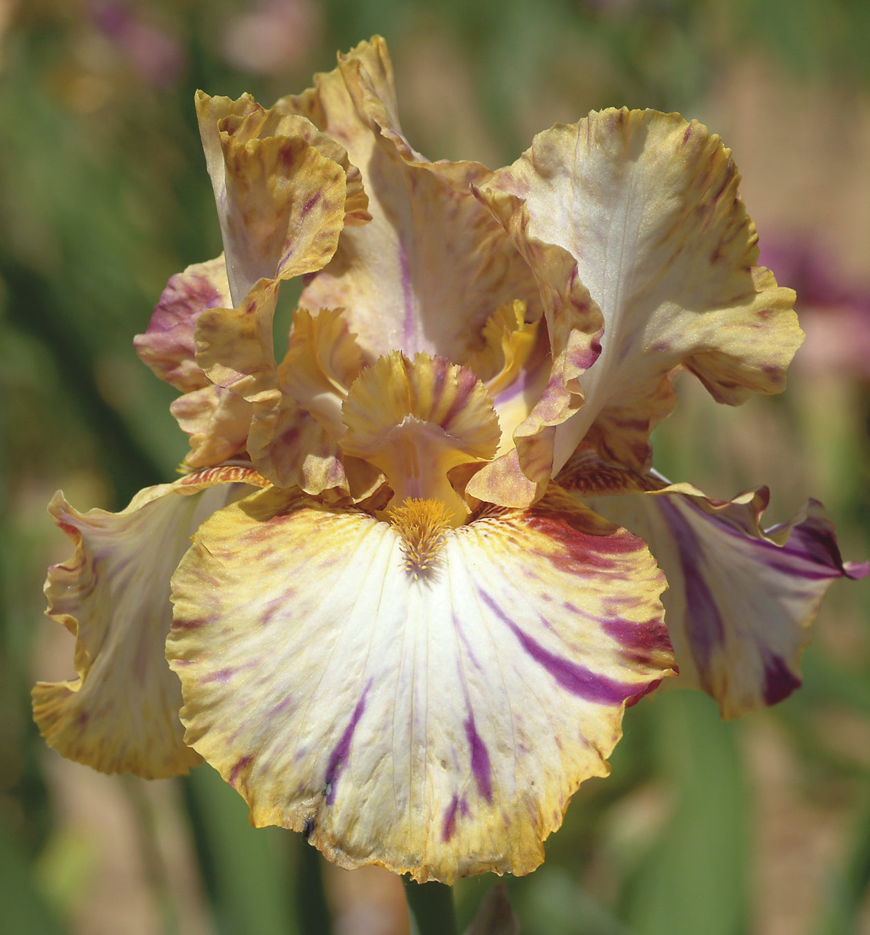 Toucan Tango Bearded Iris with cream and violet-streaked petals and mustard edges, blooming in spring at Blue Buddha Farm.