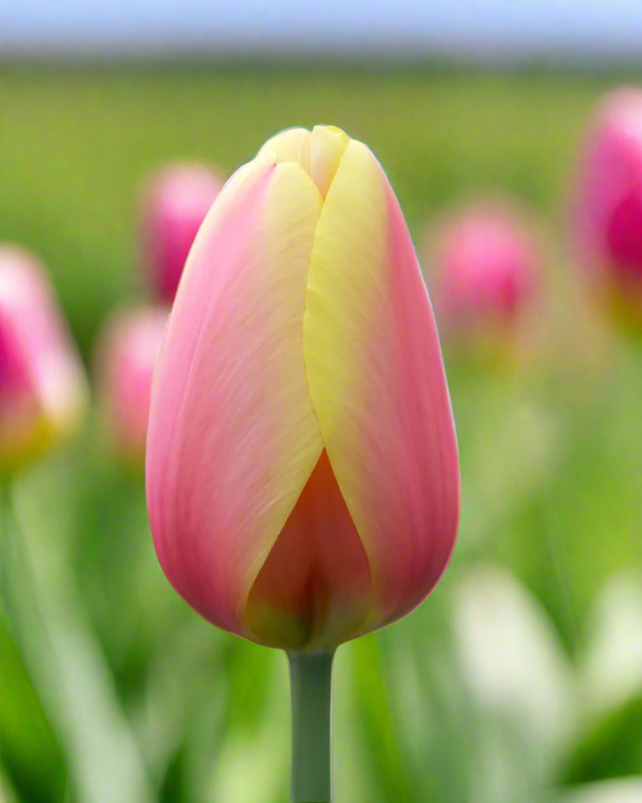 Darwin Hybrid Tulip ‘World Peace’ – 3 Bulbs