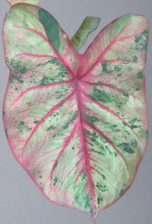 Close-up of an ‘Autumn Beauty’ Caladium leaf, showing its dynamic color shifts and intricate vein patterns.