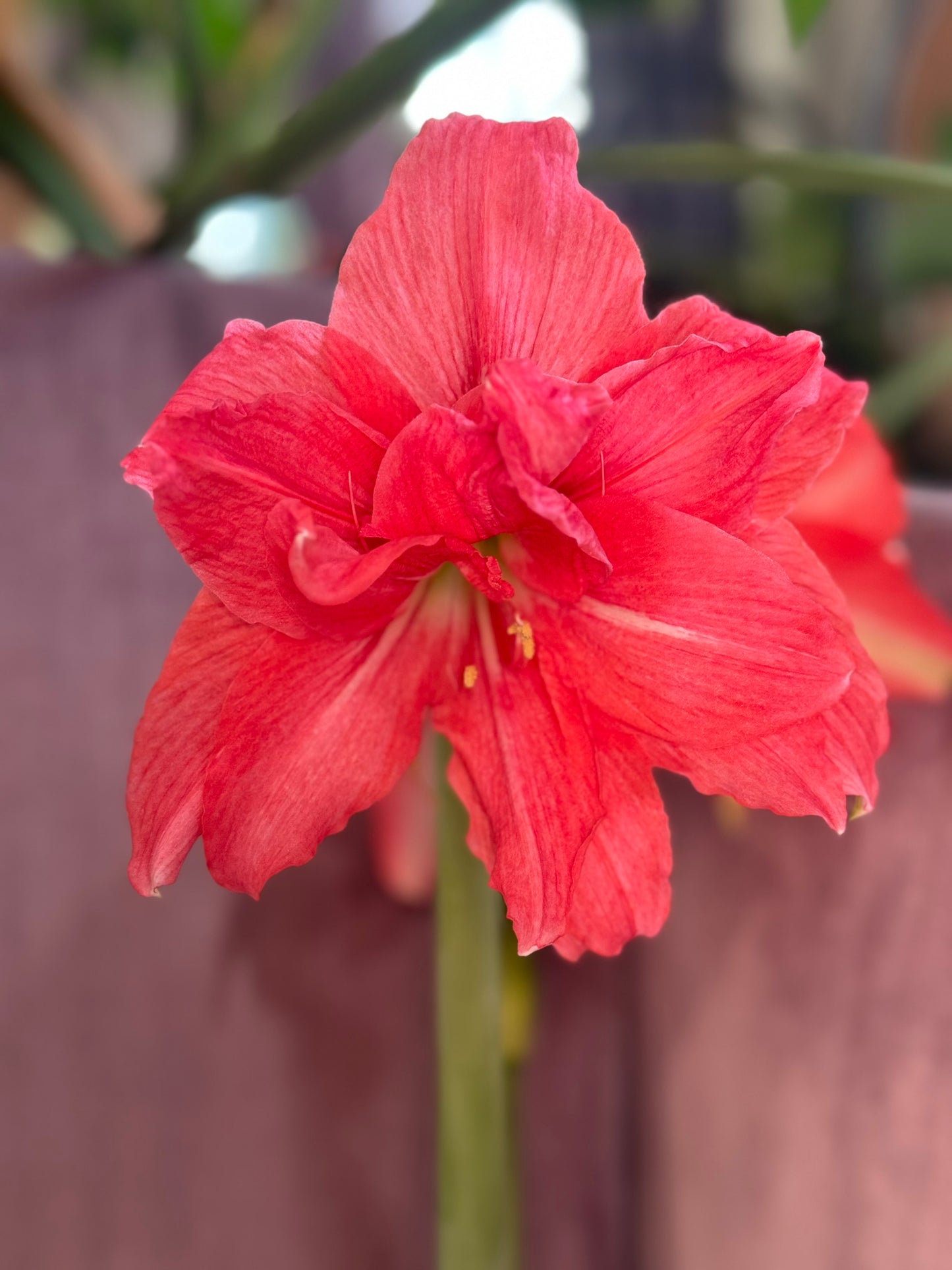 Potted ballerina amaryllis with soft pink blossoms and lush green leaves from Blue Buddha Farm, ideal for home decor