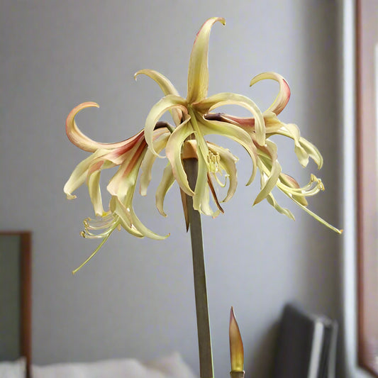 Close-up of Amaryllis ‘Juniper’ in full bloom, showcasing creamy yellow petals with subtle veining, photographed in natural light.