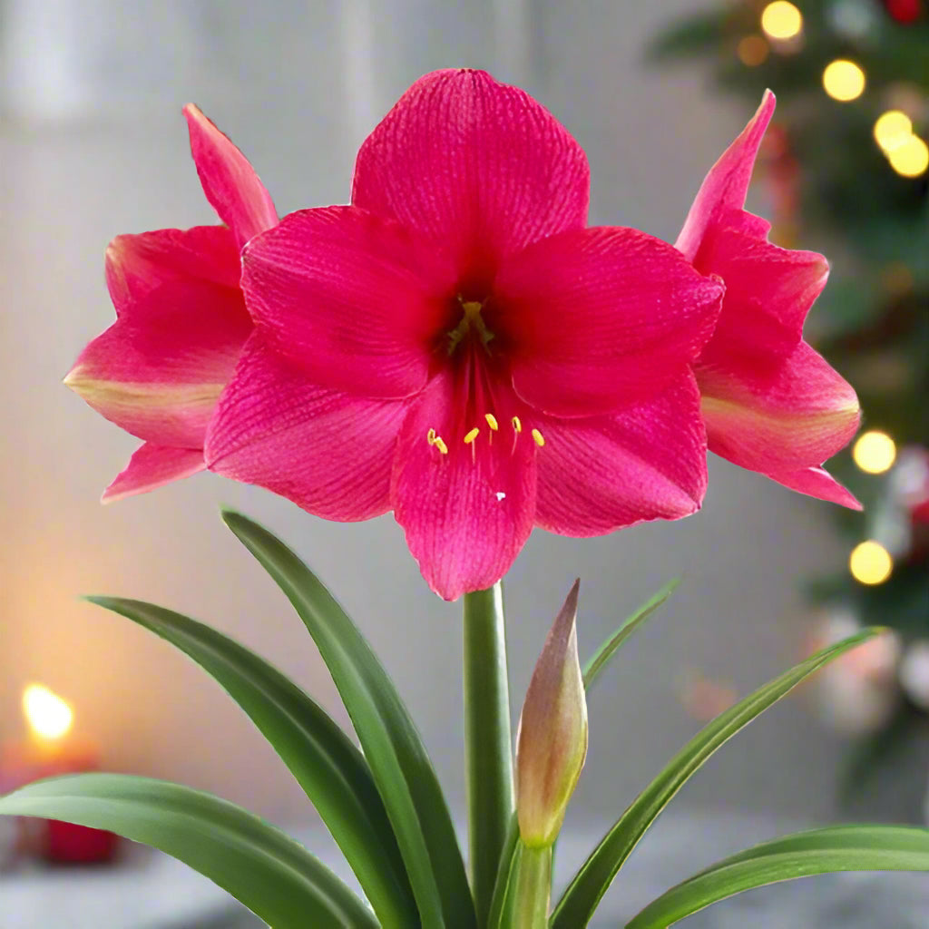 Indoor pot display of Pink Surprise amaryllis with tall stems and large pink blooms with magenta throats.