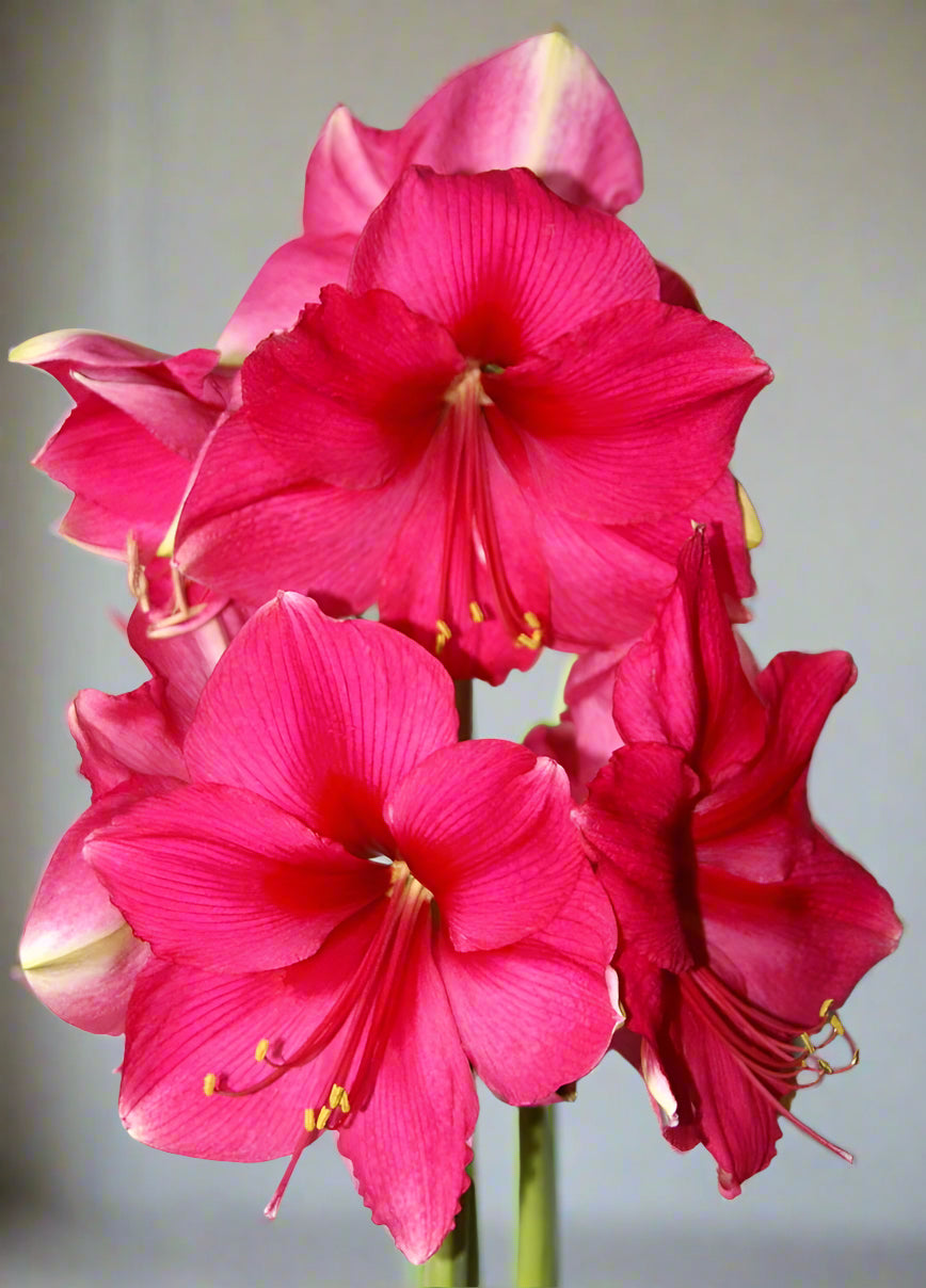 Amaryllis ‘Pink Surprise’ bloom with bright watermelon-pink petals, magenta veins, and a deep magenta throat, grown from oversized bulb.