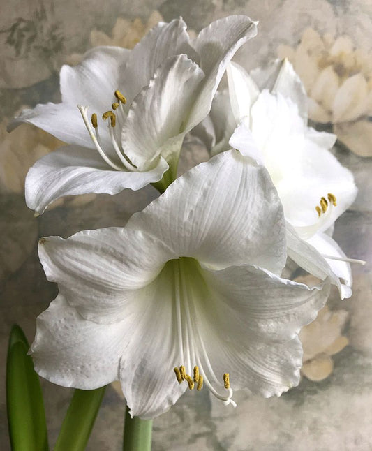 Wedding Dance amaryllis with pure white 7-inch blooms on a tall green stem.
