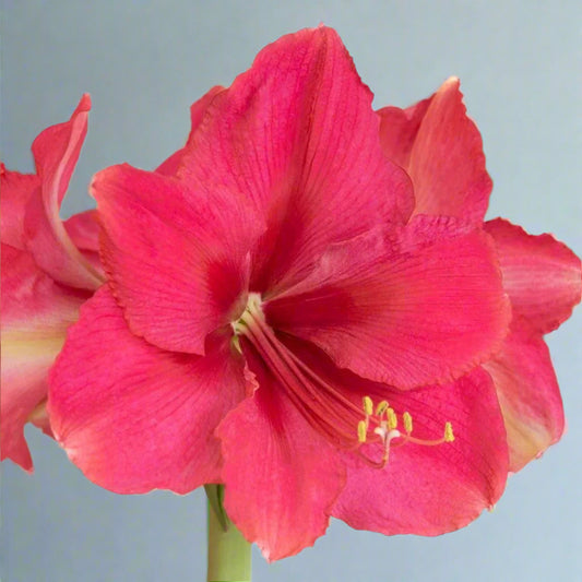 Oversized 36/38 cm Pink Surprise amaryllis bulb ready for planting, capable of producing 2–3 flowering stems.