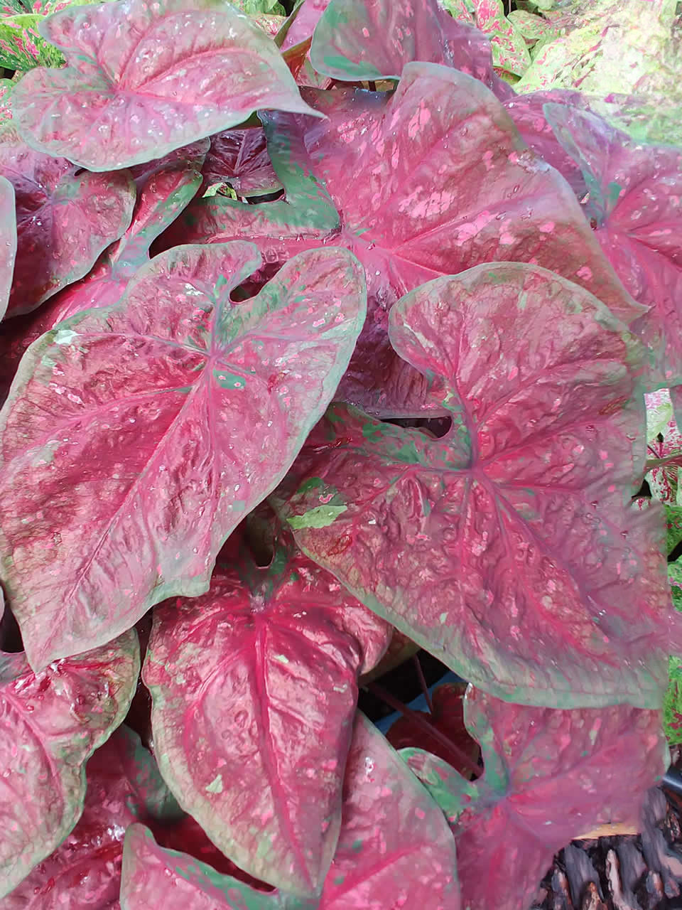 'Burst My Bubble' Caladium – Exotic Burgundy Splendor (2 Bulbs) - Blue Buddha Farm