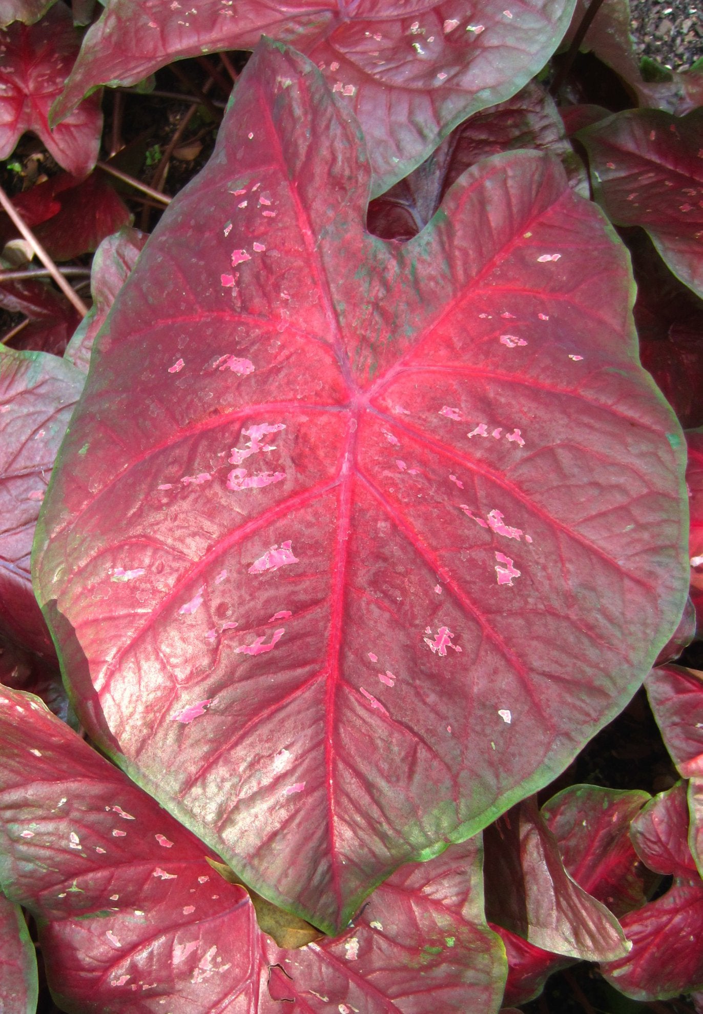 'Burst My Bubble' Caladium – Exotic Burgundy Splendor (2 Bulbs) - Blue Buddha Farm