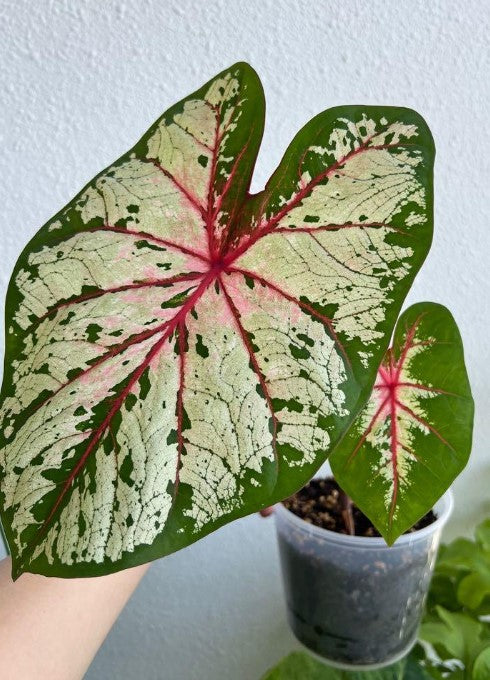Cherry Blossom Caladium (2 Bulbs) - Blue Buddha Farm