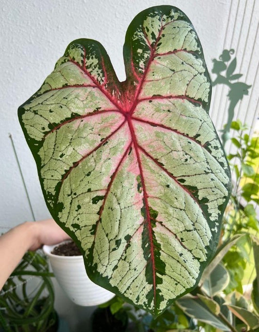 Variegated Cherry Blossom Caladium featuring medium-sized heart-shaped leaves with pink, green, and dark pink details, available at Blue Buddha Farm.
